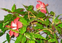 /album/foto-tsvetochnyj-mir/ya-110-6-jpg/